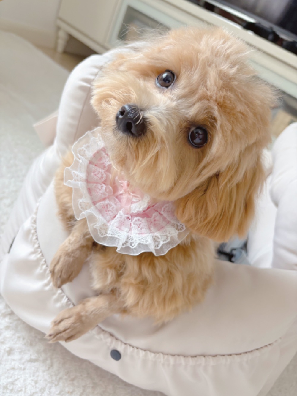 ベッドの上でくつろぐ看板犬のまるぷー