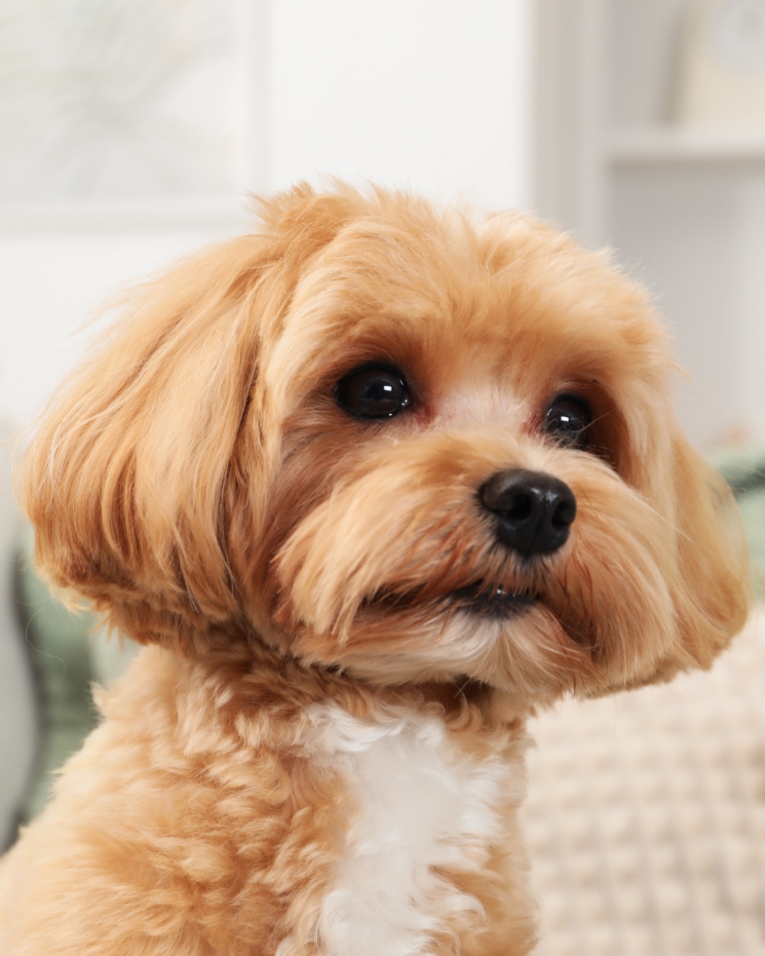 看板犬のまるぷー。アプリコット色のトイプードル